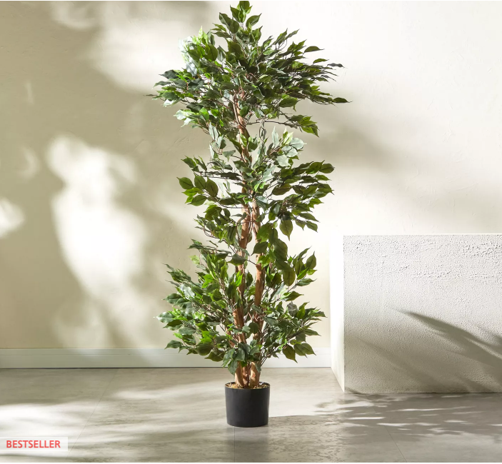 Ficus Tree