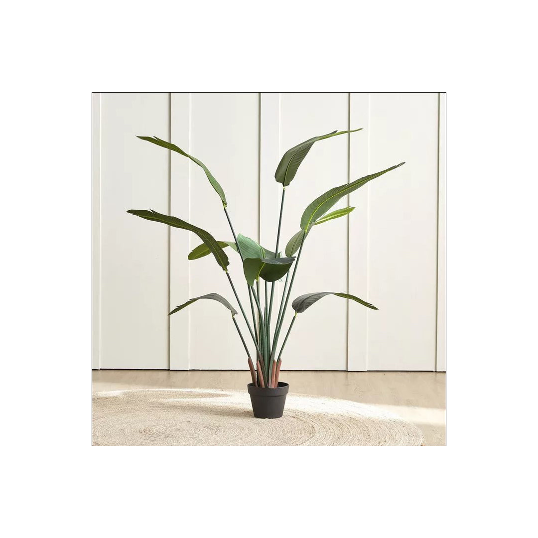Strelitzia Plant in Pot